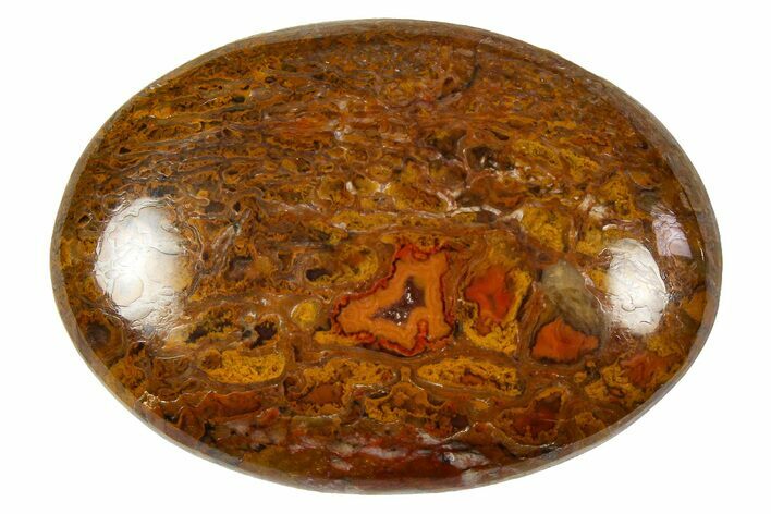 Polished Dinosaur Bone (Gembone) Cabochon - Colorado #370708